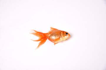 Gold Fish Isolated on White Background