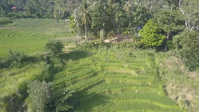 Stepped terraces of rice growing in lush tropical forest on sunny day in Ella. Dense vegetation and greenery on island Sri Lanka aerial view