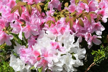 ツツジ　ピンクと白の花