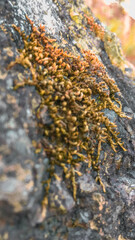 lichen on rock