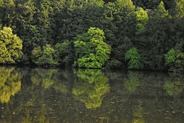 ため池　鏡写し　森　林　日本の風景　田舎