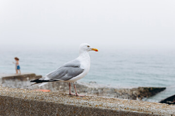 There are a pretty bird on the stone railing.