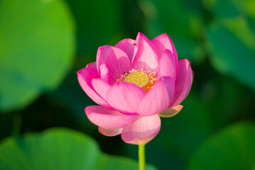pink lotus flower