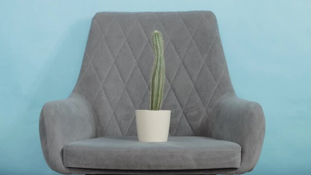 An office worker puts a cactus flower on a gray office chair. The concept of diseases in proctology, pain in the anus, fistula and hemorrhoids