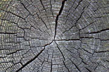Old dry gray log trunk with cracks in the section and annual rings, background texture.