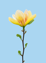 yellow magnolia flower on pastel blue background