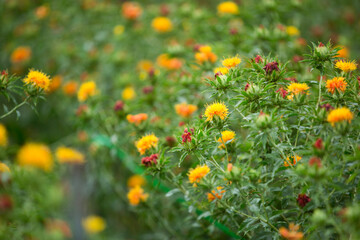 flowers in the field