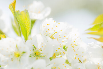 white flowers on a green background