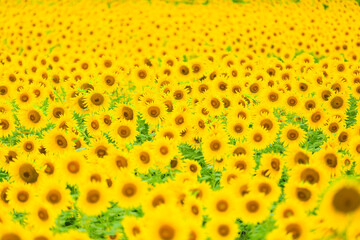 field of sunflowers