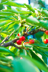 berries on a branch