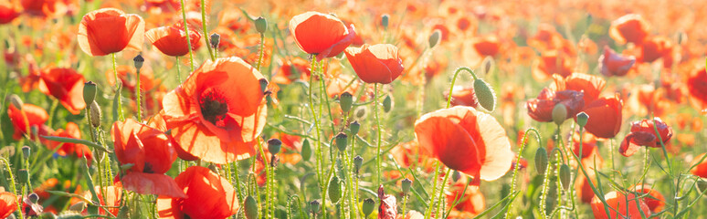 field of poppy flowers