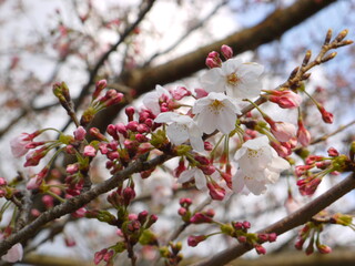 咲き始めた桜の花