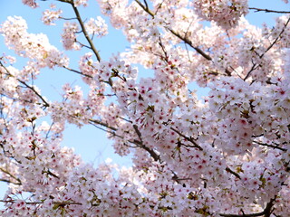 満開の桜の花