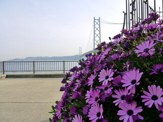 花の向こうに見える明石海峡大橋