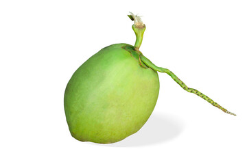 Fresh green coconut fruit with shadow. On isolated white background. And clipping path.