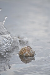 Seashell in water