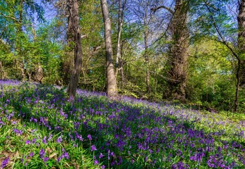 Bluebell Woods, beautiful sunny day in Cassiobury park, Watford