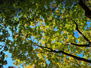 fresh green leaf in forest