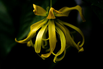 Yellow flowers of Perfume Tree with dark background