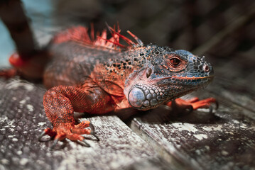 Red Iguana in the cage at the Zoo 