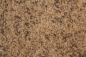 A pile of rice seeds starting to sprout.