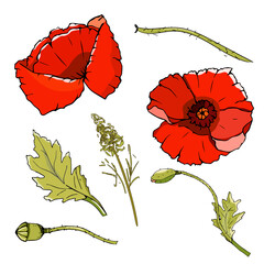 Field flowers poppies. Elements for decoration