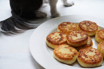 Dog sitting near cottage cheese pancakes, syrniki, ricotta fritters on white plate. Healthy and delicious morning breakfast. 