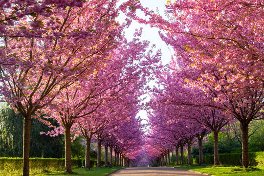 Alleyway „Stoffblumenallee“ of blooming colorful japanese Cherry trees (Prunus serrulata 'Kanzan') in a Rombergpark in Dortmund Germany on a sunny April morning. Intense pink flowering trees.