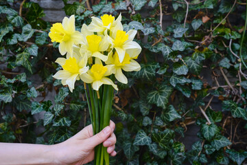 Yellow daffodils in the hands of a woman. Stylish daffodils in the hands of a florist. A girl in a white T-shirt collected a fresh bouquet. Beautiful spring delicate flowers for Easter. Holiday gift