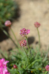 Sea Thrift Dusseldorf Pride