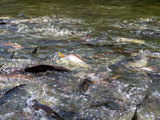 group of Iridescent shark, Striped catfish, Sutchi catfish (Pangasianodon hypophthalmus) splashing water when feeding