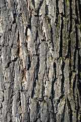 Eastern black walnut