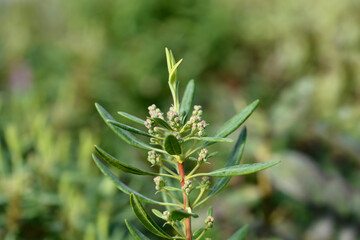 Red sheep laurel