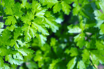Green background of parsley leaves . Parsley grows in the garden.