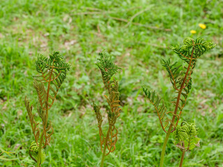 男ゼンマイの胞子葉