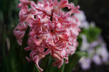 Pink Hyacinth (Hyacinthus orientalis) blooms in the garden in May. Lush blooming flower of pink...