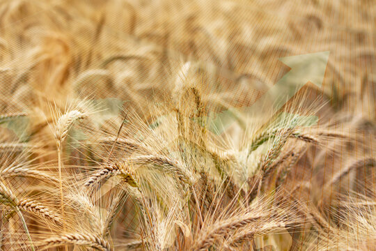 Welthandel Krise Getreide