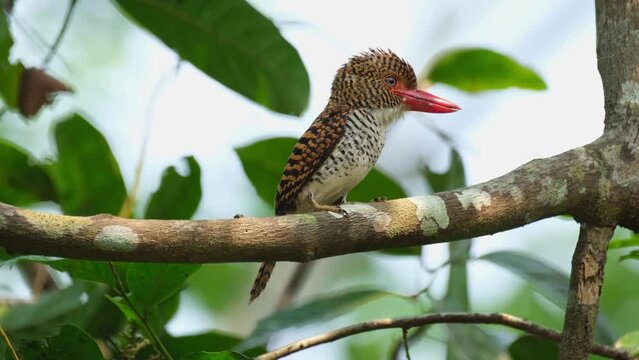 Looking to the right intensely while its crest opens and closes, Banded Kingfisher Lacedo pulchella, Female, Kaeng Krachan National Park, Thailand
