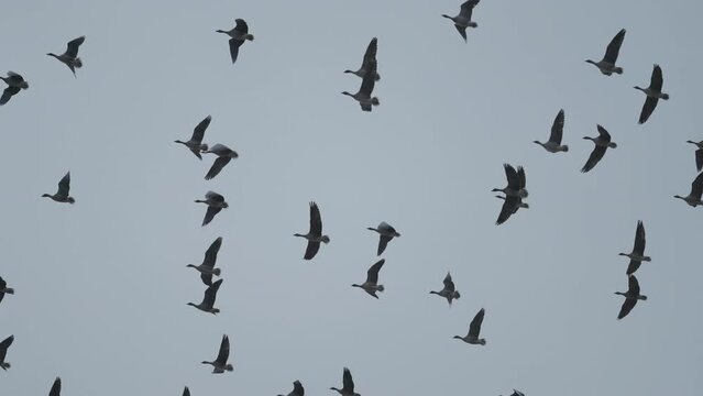 A flock of birds in the sky. Slow-motion, pan follow.