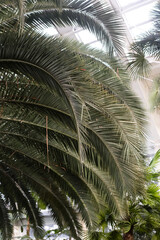 Fototapeta na wymiar .Palm leaves close-up in the greenhouse