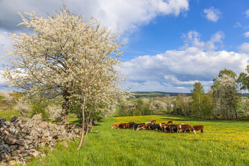 Fototapeta na wymiar Grazing cattle and flowering fruit trees on a meadow