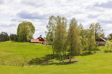 Birch tree grove on a meadow by a farm