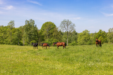 Fototapeta na wymiar Horses walking on a sunny summer meadow