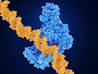 Epigenetics: DNA methyl transferase I (DMNT1) methylates DNA