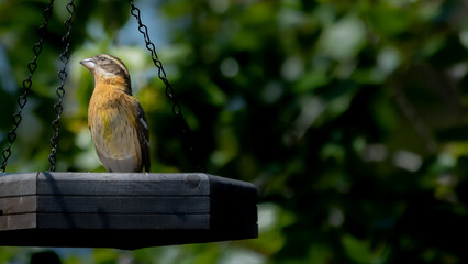 Scrub-Jay perched at feeder