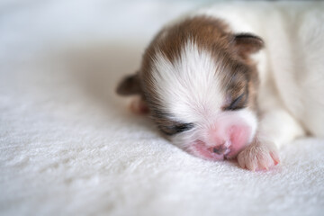 puppy sleeping