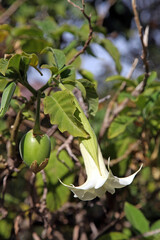 Angel's trumpet bloom, Sacred Valley Peru
