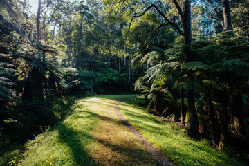 O'Shannassy Aqueduct Trail near Warburton in Victoria Australia