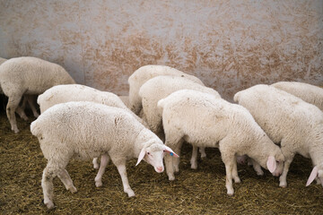 Healthy, pure bred Sheep on a farm
