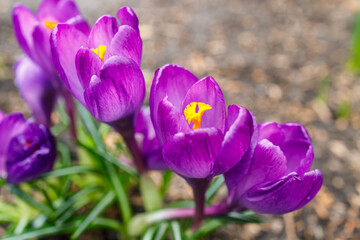 Blue purple crocuses in a fresh flower bed in early spring